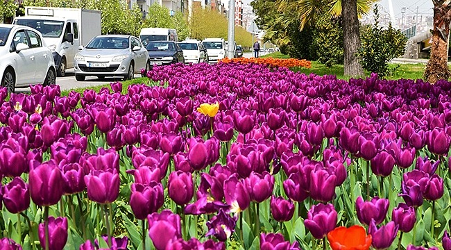 Samsun Botanik Bahçeye Dönüyor!...