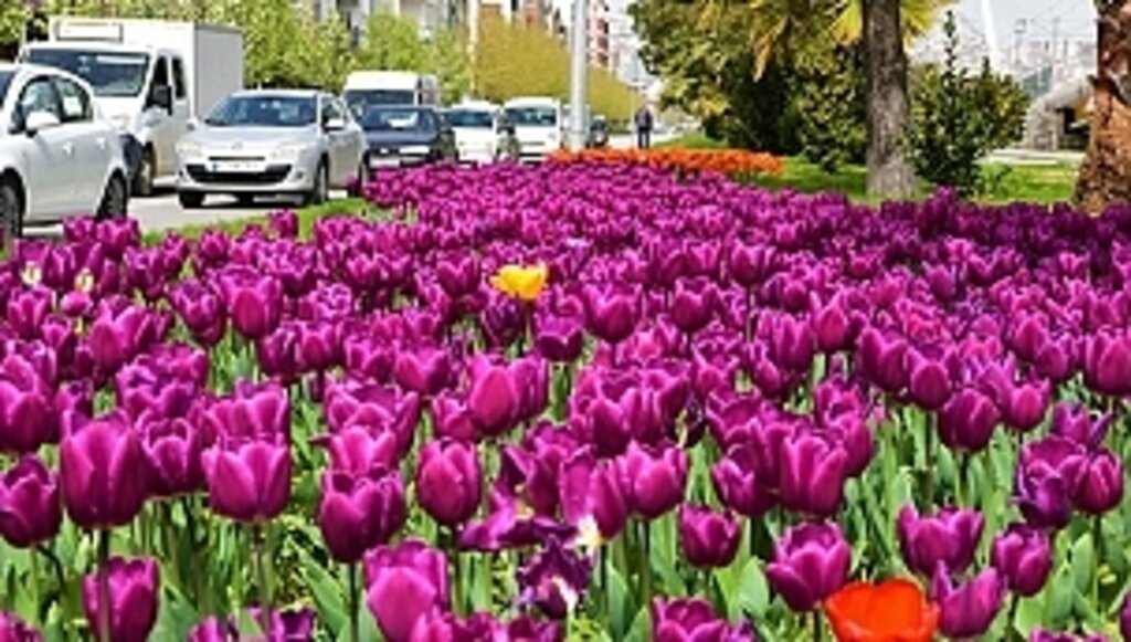 Samsun Botanik Bahçeye Dönüyor!...