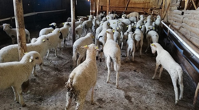 Büyük ve Küçük Baş Hayvan Ahırlarına Zabıta Müdahale Etti