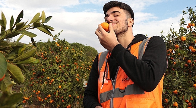 LÖSEV Satsuma Mandalinası Satışı Başladı!