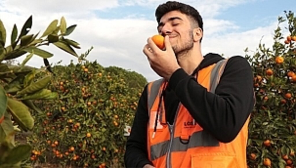 LÖSEV Satsuma Mandalinası Satışı Başladı!