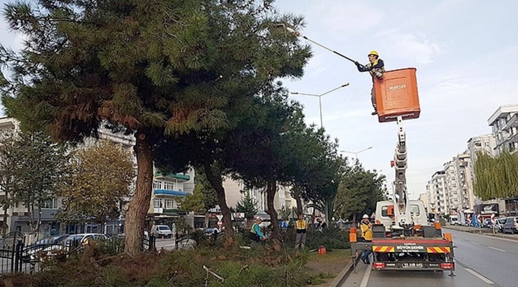 Ağaçlara 'Kış' Bakımı