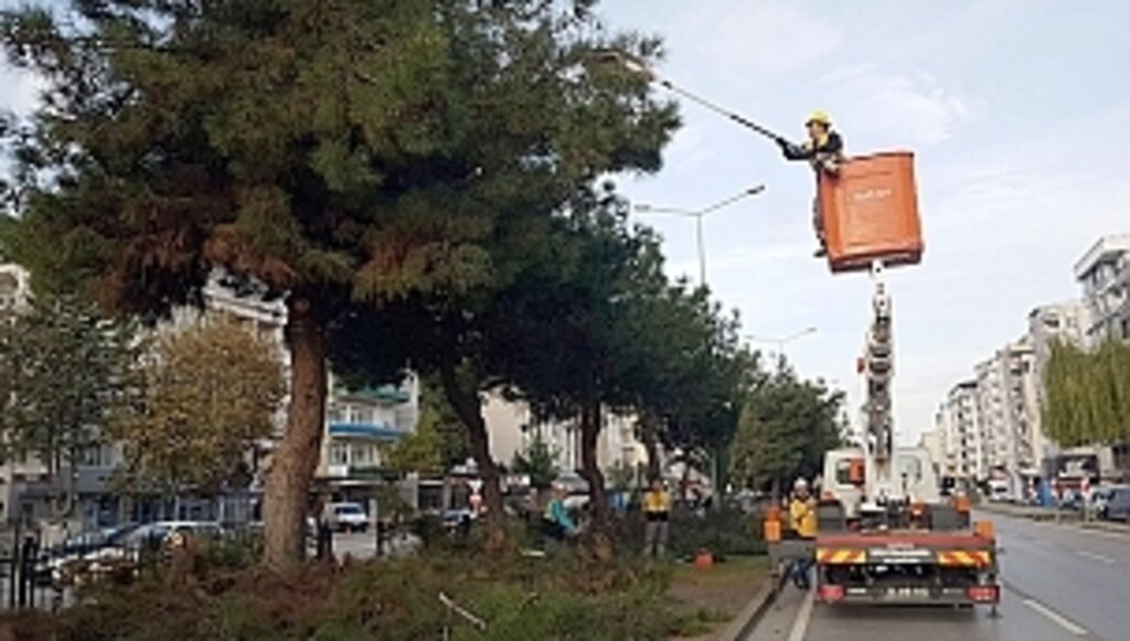 Ağaçlara 'Kış' Bakımı