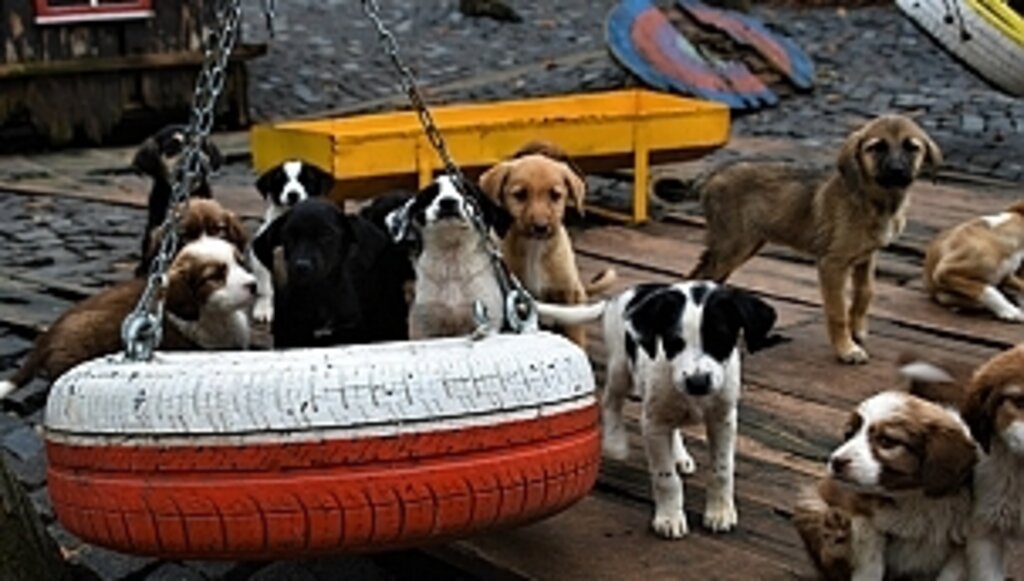 Can Dostlar 5 Yıldızlı Yeni Yuvalarına Kavuşuyor! 