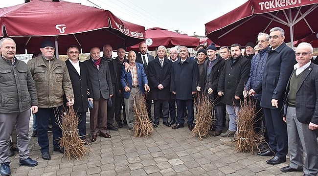 Tekkeköy'de Çiftçilere 2 Bin 500 Kestane Fidanı Dağıtıldı