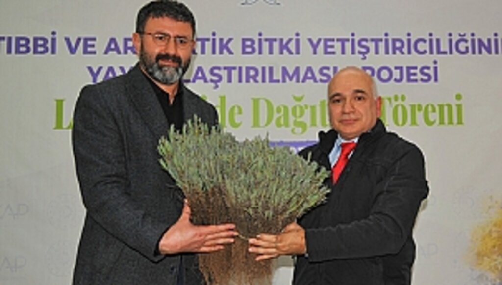 300 Bin Lavanta Toprakla Buluşacak 