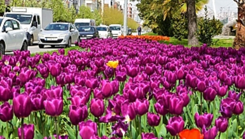 Samsun Çiçek Bahçesine Dönüşecek