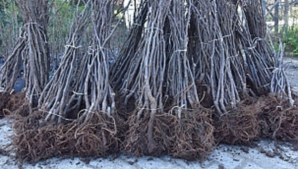 Tekkeköy'de Çiftçilere Mor Patlıcan İnciri Fidanı Dağıtıldı