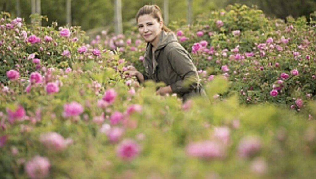 Güller Diyarı Isparta'da Geleneksel Gül Hasadı