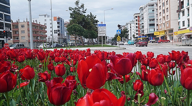 Samsun, Lalelerle Daha Güzel!....