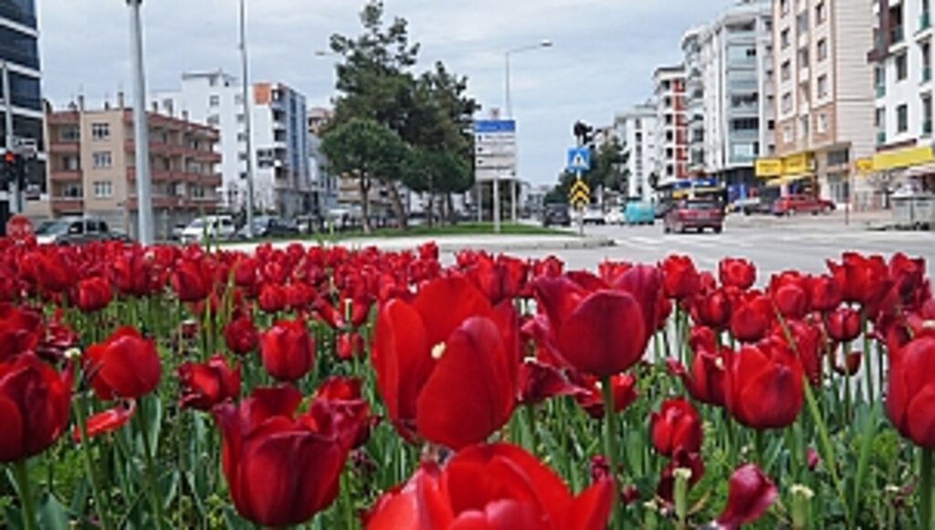 Samsun, Lalelerle Daha Güzel!....
