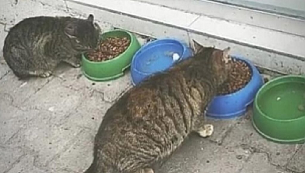 YEPAŞ Sokak Hayvanlarını Unutmadı