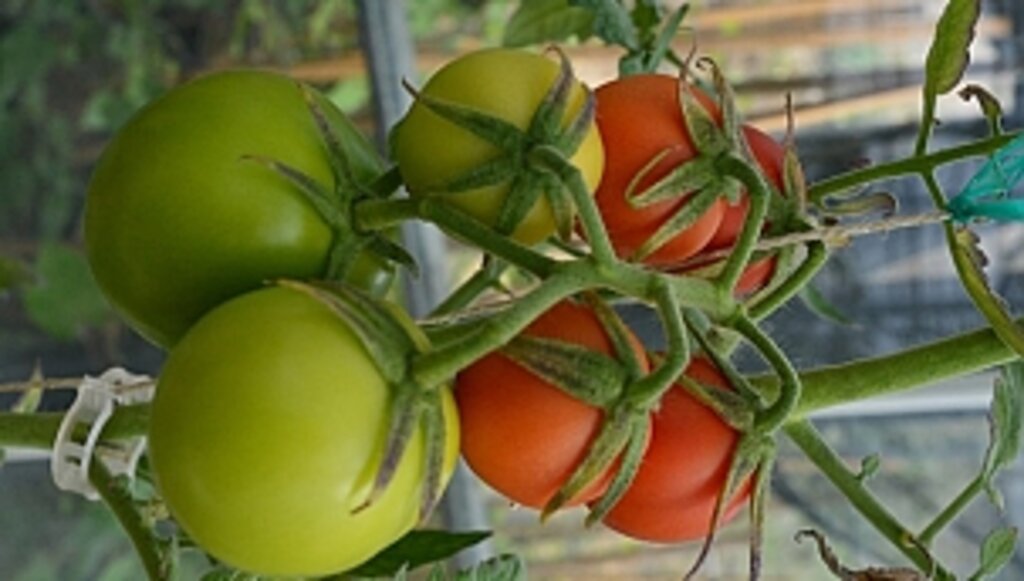 Ziraat Fakültesinin Projesi TÜBİTAK Destek Programına Alındı