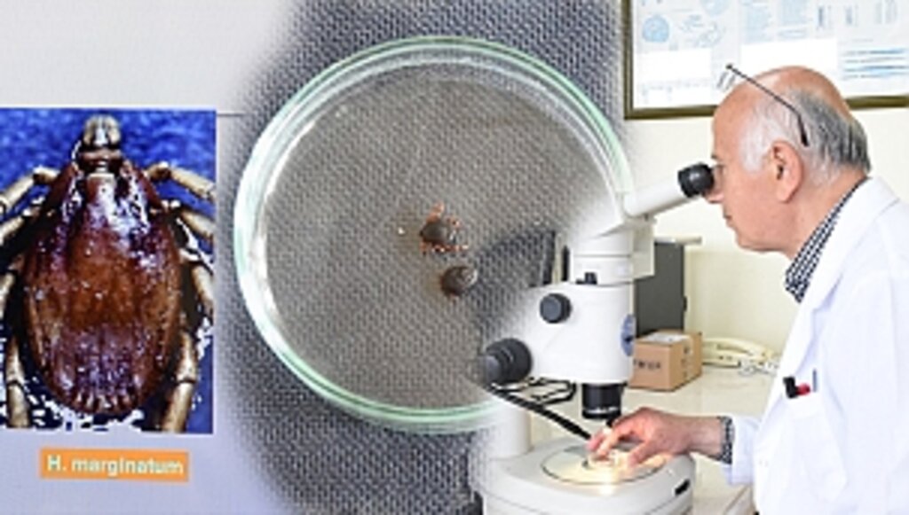 Bu Hastalık, En çok Kelkit Havzası ve Çevre İllerde Görülmekte