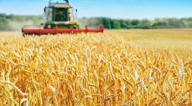 Buğday Hasatında %10 Verim Artışı Bekleniyor