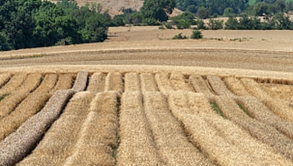 Doruk Un Yerli ve Milli Ata Tohum Çeşitleri İle Yüzde 20 Verim Artışı Hedefliyor