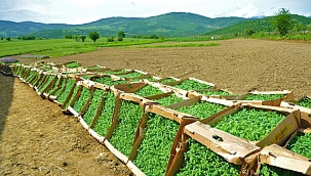 Büyükşehir Destekliyor, Tarım Güçleniyor