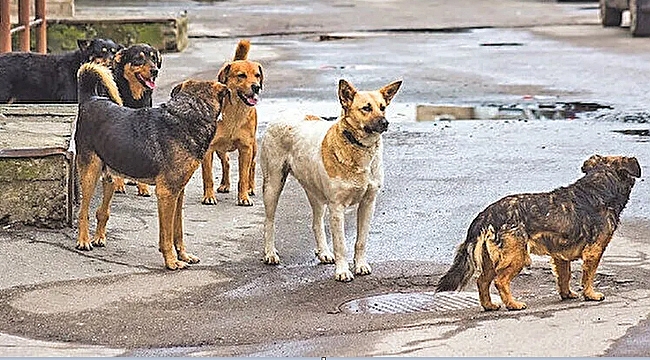 Sokak Hayvanları İçin İlgili Kurumlara Yazı!...