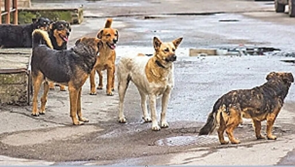 Sokak Hayvanları İçin İlgili Kurumlara Yazı!...