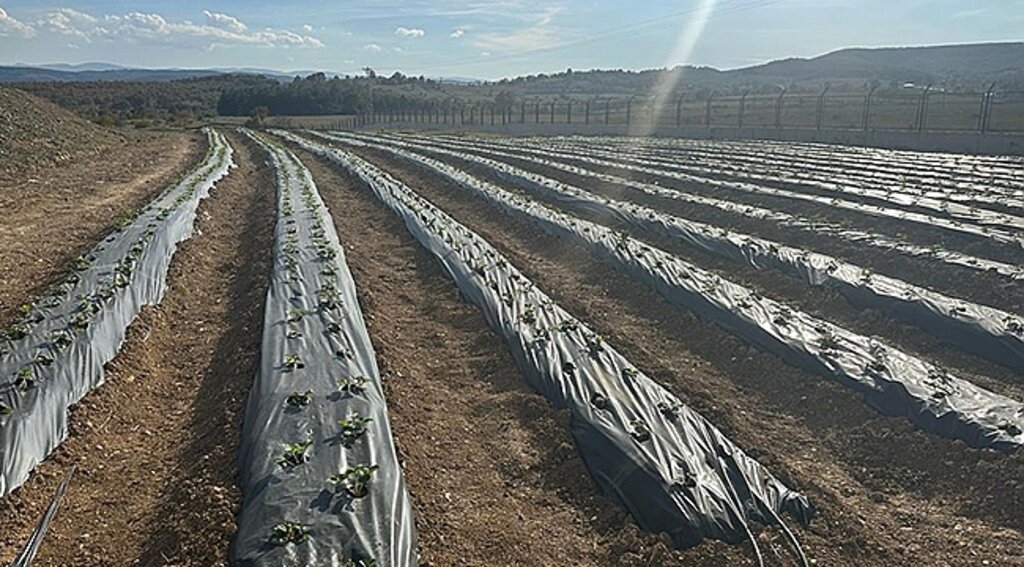 Büyükşehir'den Cezaevine Tarım Desteği