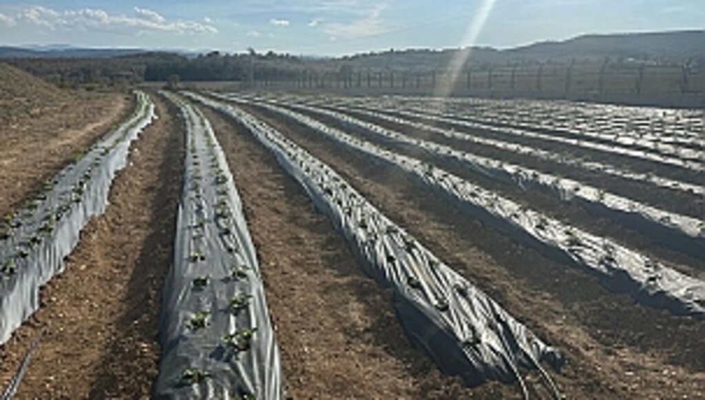 Büyükşehir'den Cezaevine Tarım Desteği