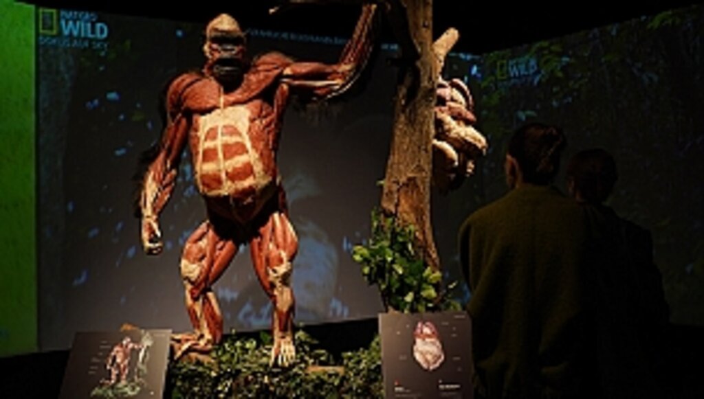 'Artis' İsimli Goril'in Öyküsü Ziyaretçileri Duygulandırıyor!