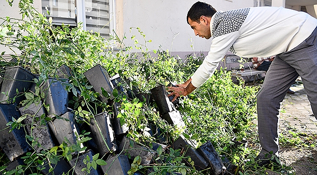 Büyükşehir'den Üreticiye Kuşburnu Fidanı Desteği