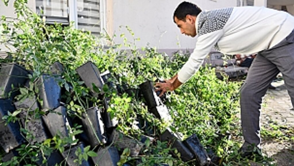 Büyükşehir'den Üreticiye Kuşburnu Fidanı Desteği 