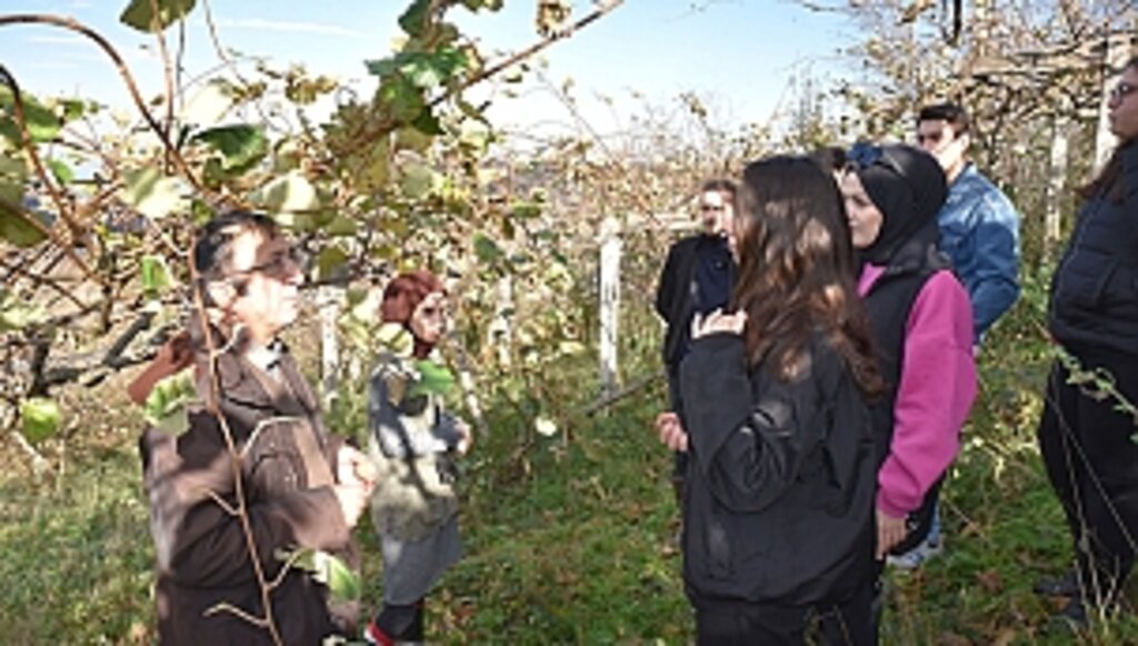 Ziraat Fakültesi Kendi Uygulama Alanlarında Yetiştiği Kivileri Hasat Etti