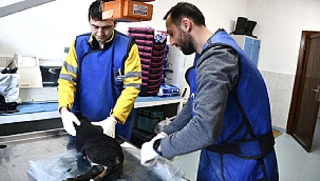 Büyükşehir Can Dostlarımızın Yanında