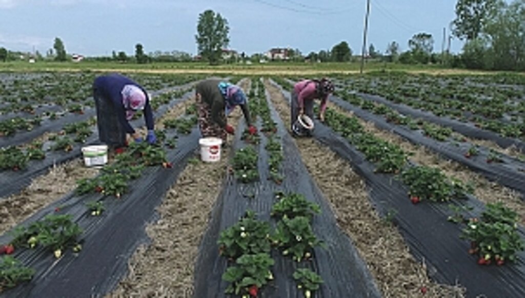 Büyükşehir'den Tarıma 21 Milyon Liralık Destek