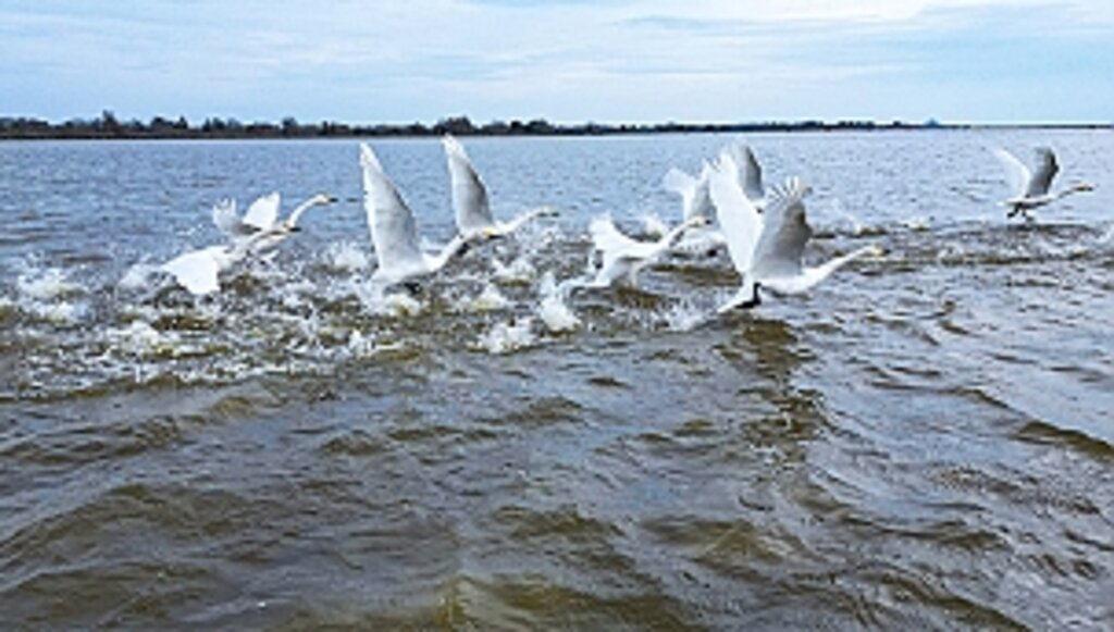 Kızılırmak Deltası'nda Kuğularla Görsel Şölen