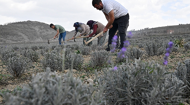 Samsun Tıbbi Aromatik Bitki Üretiminde Cazibe Merkezi Oluyor