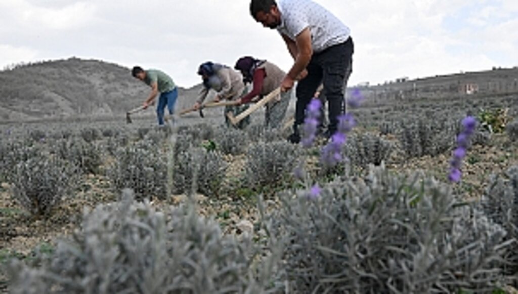 Samsun Tıbbi Aromatik Bitki Üretiminde Cazibe Merkezi Oluyor