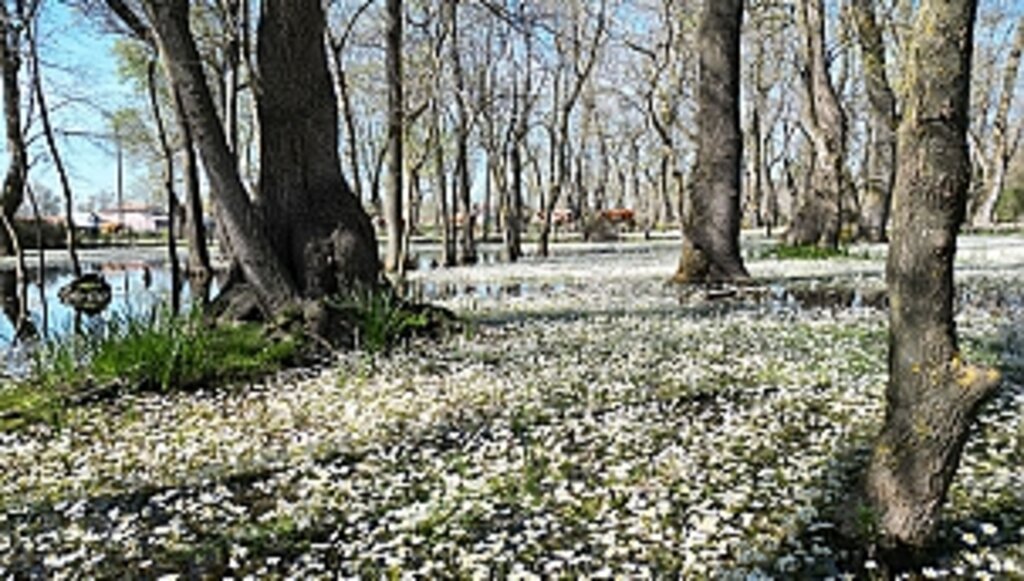 Kızılırmak Deltası'nda Bahar Güzelliği 