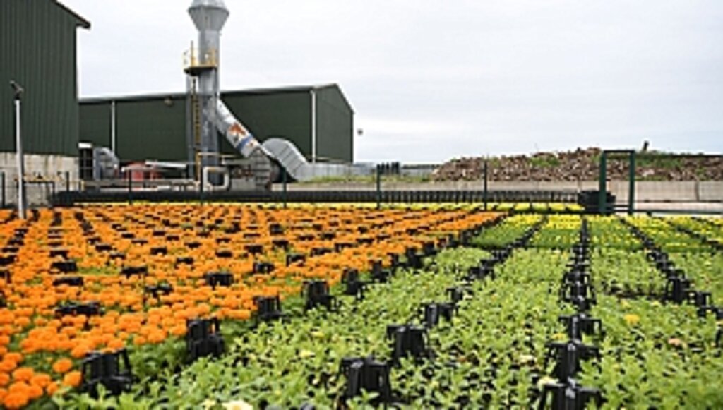 Çöpten Üretilen Çiçekler Şehri Süslüyor