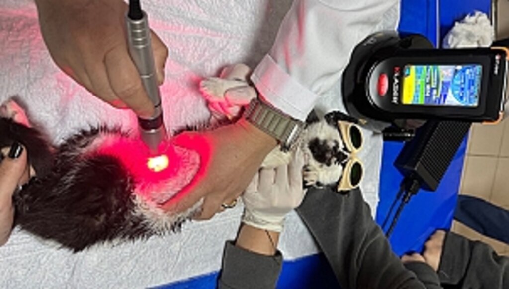 OMÜ Hayvan Hastanesinde Düşük Doz Lazer Tedavi Hizmeti Başladı