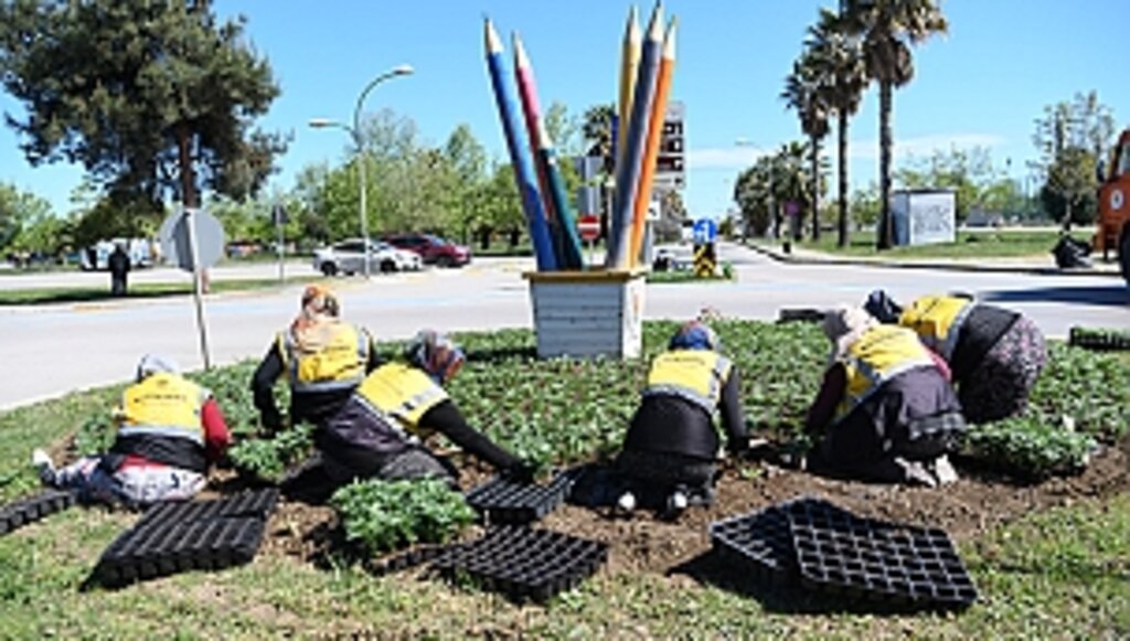 Samsun Kadife Çiçekleri İle Renkleniyor