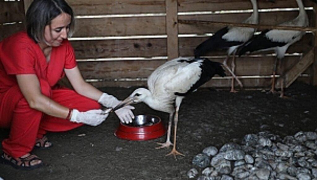 Göçmen Kuşlar Bu Klinikte Tedavi Ediliyor