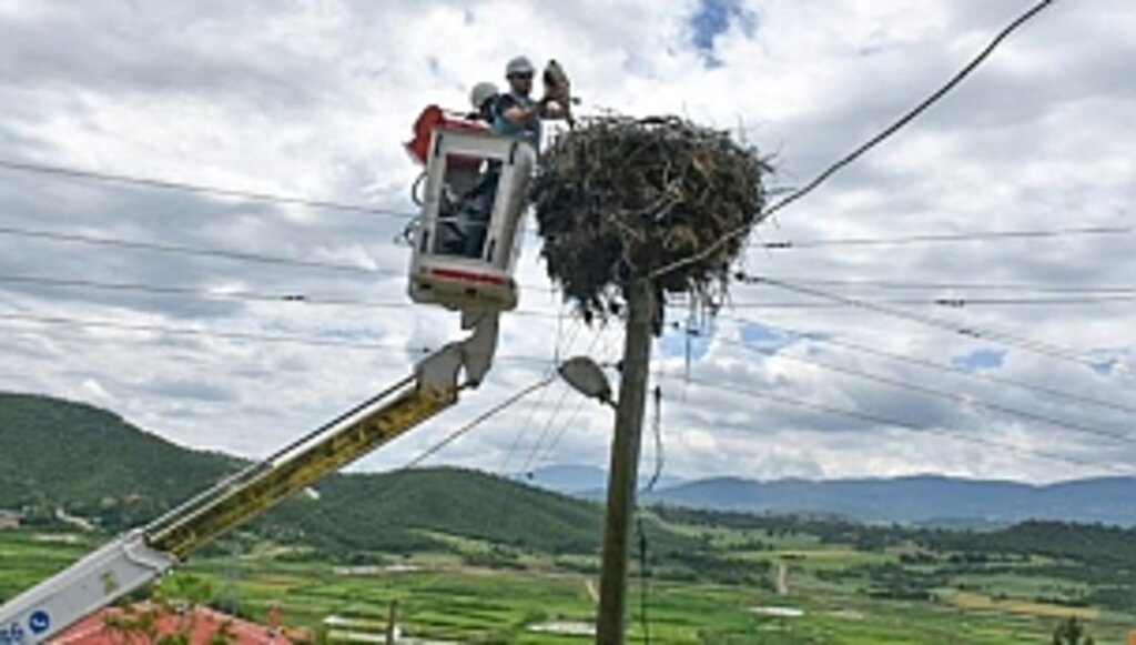 Leylek Yavruları Halkalama Yöntemiyle İzleniyor