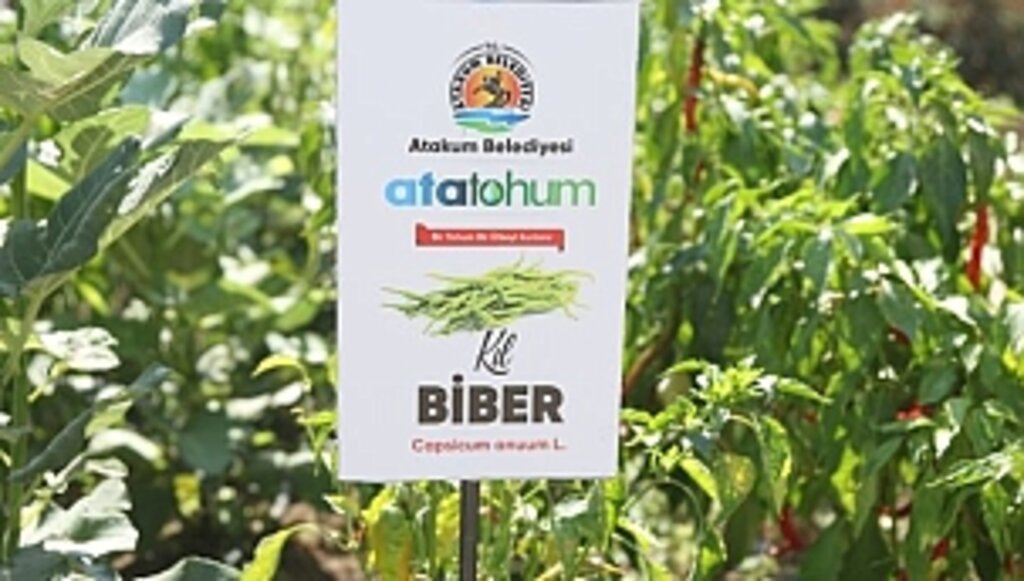 Atakumlu Çiftçiye Üretim Desteği