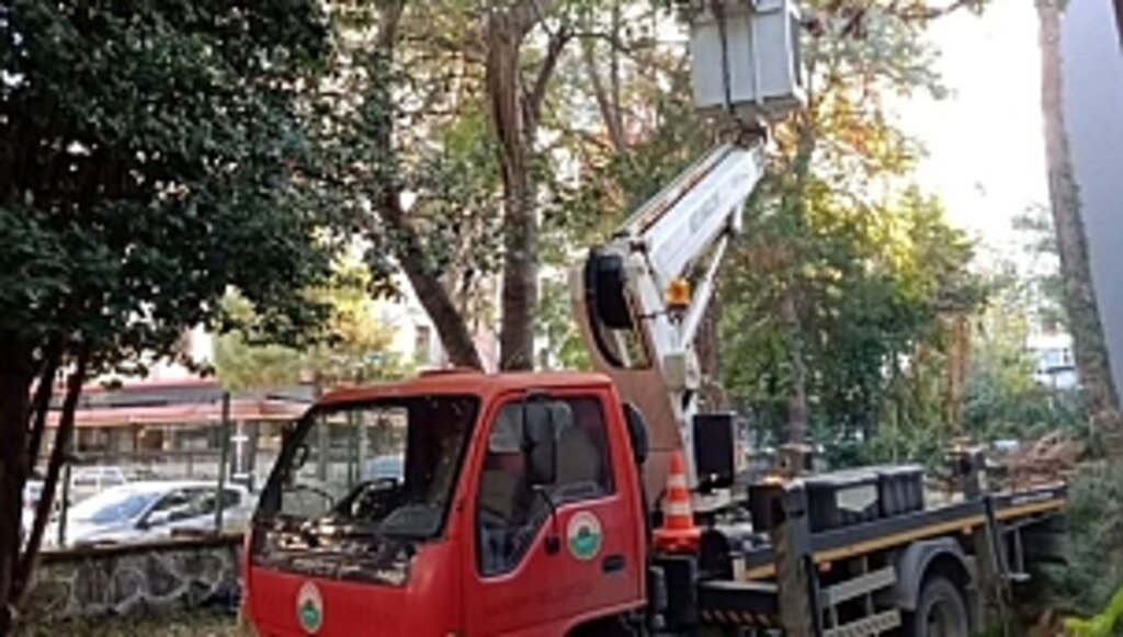 İlkadım'da Ağaçlar, Kent Estetiği İçin Budanıyor