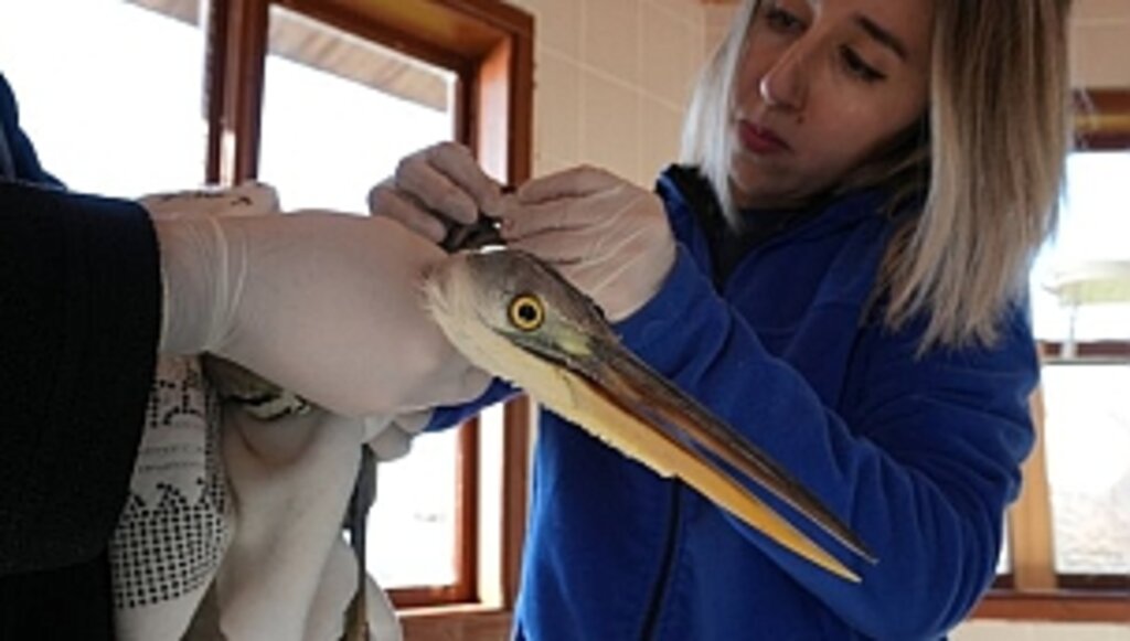 Büyükşehir 120 Yaban Hayvanına Şifa Oldu