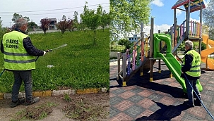 19 Mayıs'ta Kahverengi Kokarca İle Mücadele