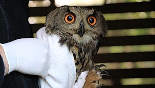 Büyükşehir Belediyesi Yaralı Puhu Kuşunu Hayata Döndürdü