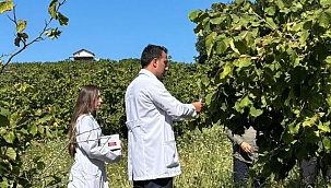 1 Milyonun Üzerinde Samuray Arısı Doğaya Salındı