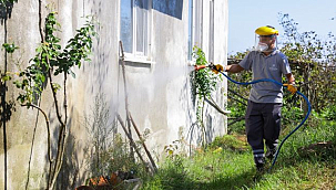 Büyükşehir'den Kahverengi Kokarca Mücadelesi