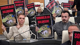 CHP'den Köpek Ölümleri ile İlgili Meclise Soru Önergesi