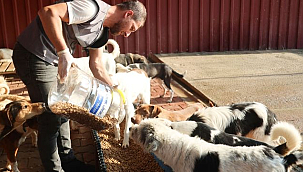 Canik Belediyesi Can Dostlara Kucak Açıyor