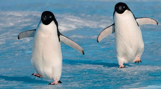 "Penguen Adımı" Düşme Riskini Azaltıyor